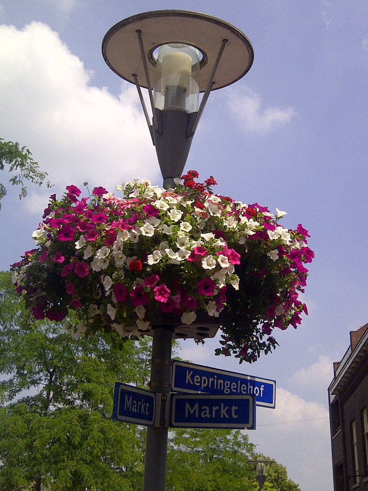 Hanging-baskets-2013-8-002.jpg